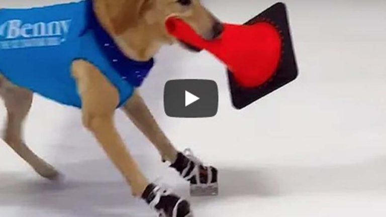 Perro Patina Sobre Hielo En Video Viral