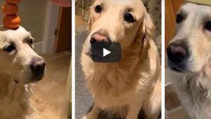 Video viral: un perro es capaz de equilibrar con su cabeza cualquier alimento