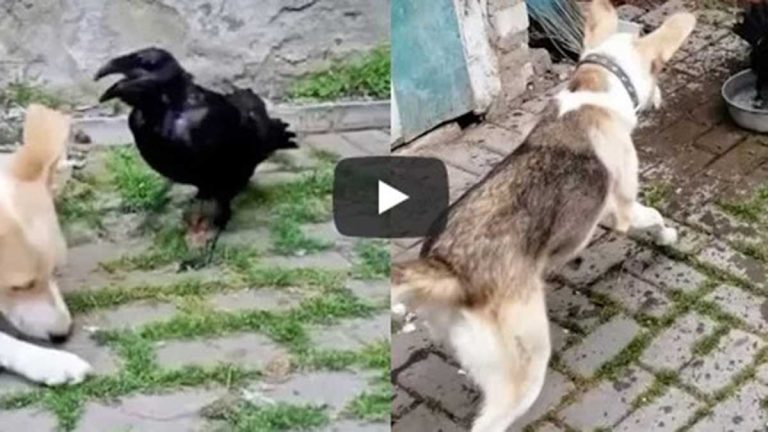 Perro Y Cuervo En Video Viral