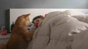 ¿Qué significa soñar con perros?