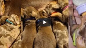 Video viral: una perra salchicha tuvo a 10 cachorros