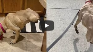 ¡Amor puro! video de un perro amputado y rescatado es viral en la web