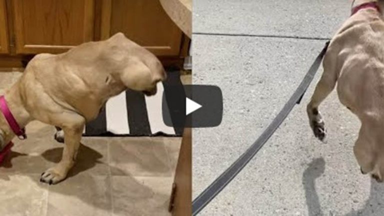 Video Viral De Perro Amputado Y Rescatado