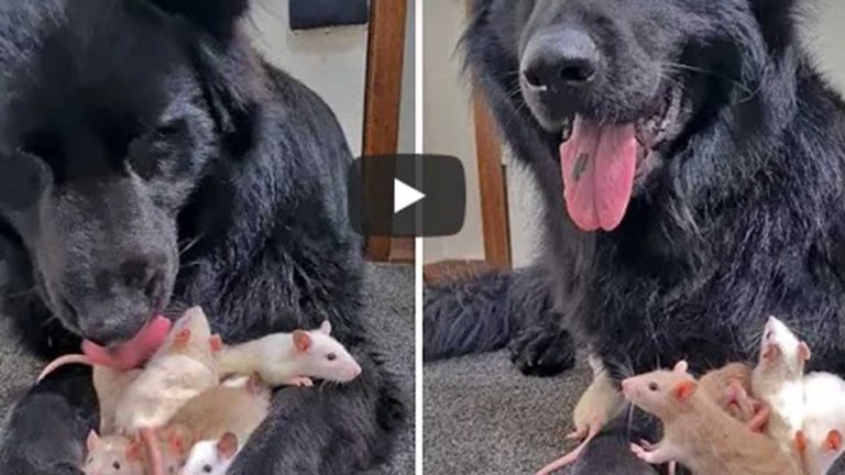 Video Viral De Perro Con Animales