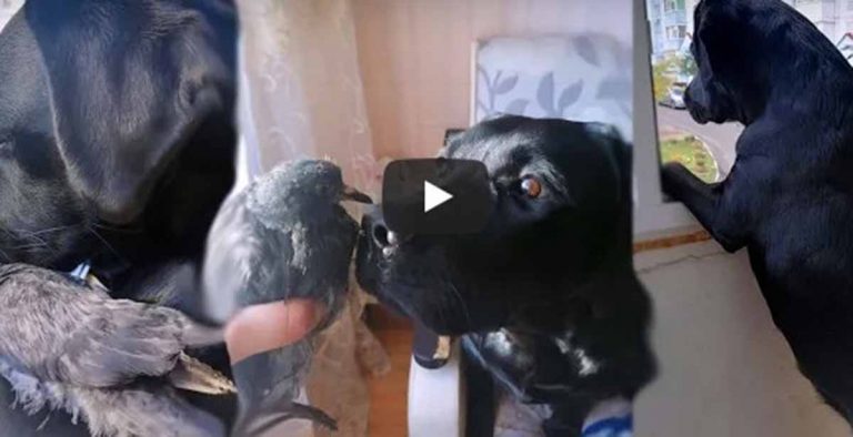 ¡Colapso de ternura! Video viral de un perro y una paloma cautivó las redes
