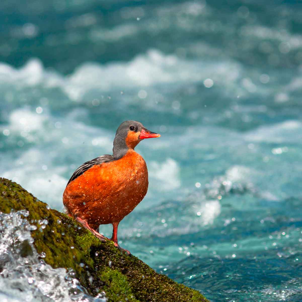 Maraton Por El Rio Puelo 1