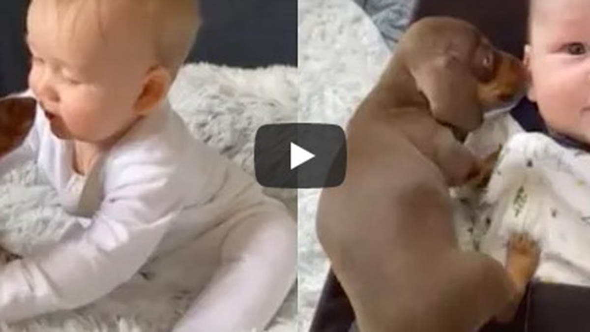Video viral: un bebé y dos perros salchicha tiene la mejor amistad de todas