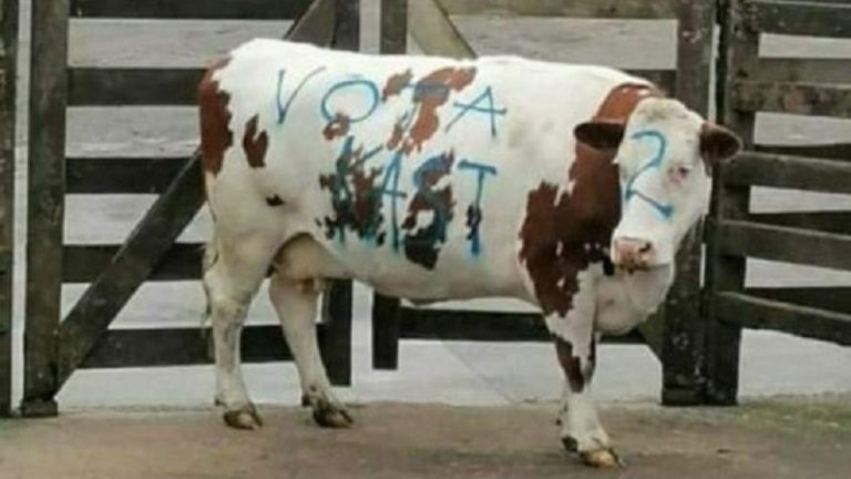 Vaca Rayada Kast