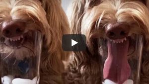 Video Viral: perro es popular por tener la lengua muy larga
