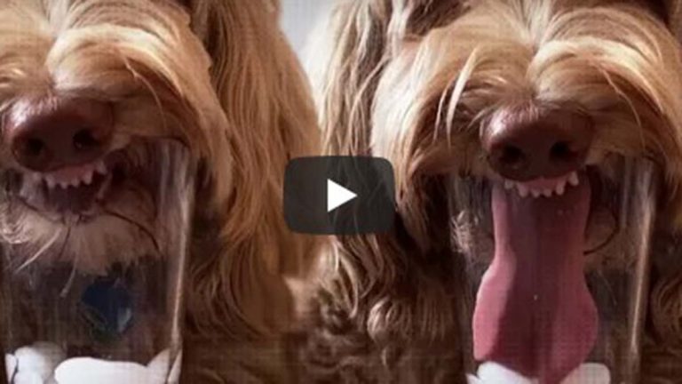 Video Viral De Perro con lengua larga