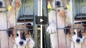 Un cachorro no logró cruzar una cerca y el video se hizo viral en YouTube