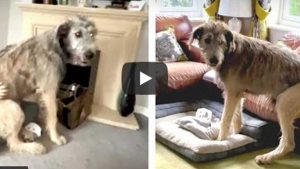 Un cachorro es viral en video de YouTube porque pesa 65 kilogramos