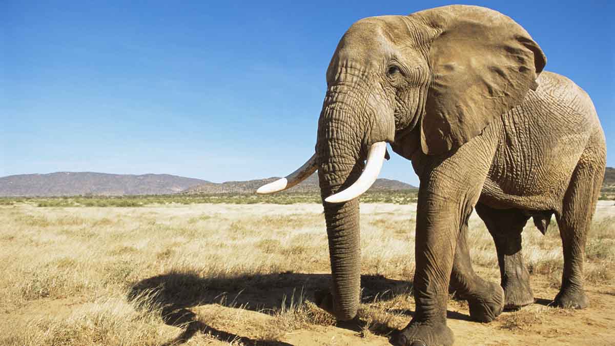 El antes y después de un elefante rescatado es viral en video de YouTube