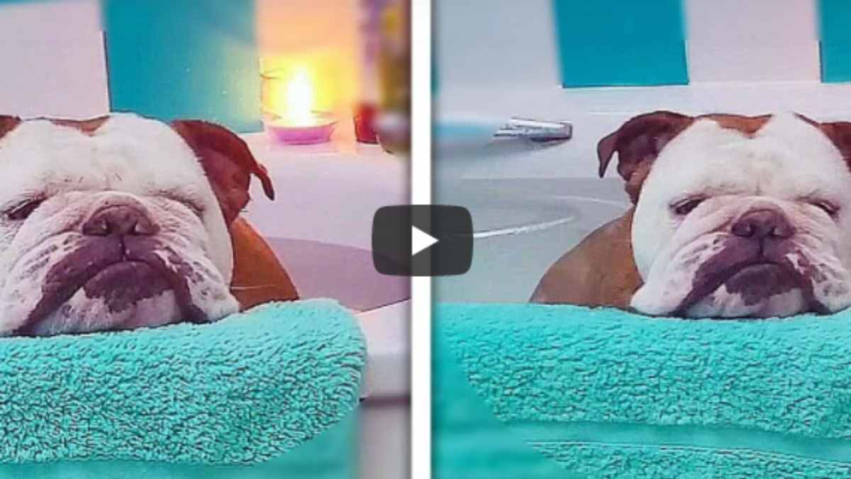 Viral: un perro bulldog se relaja en un baño de burbujas
