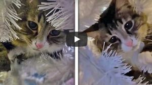 Un gato es viral en video de YouTube tras esconderse en un árbol de Navidad