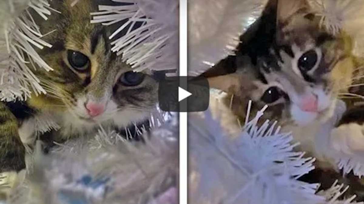 Un gato es viral en video de YouTube tras esconderse en un árbol de Navidad