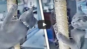 Gato Viral Hace Pole Dance