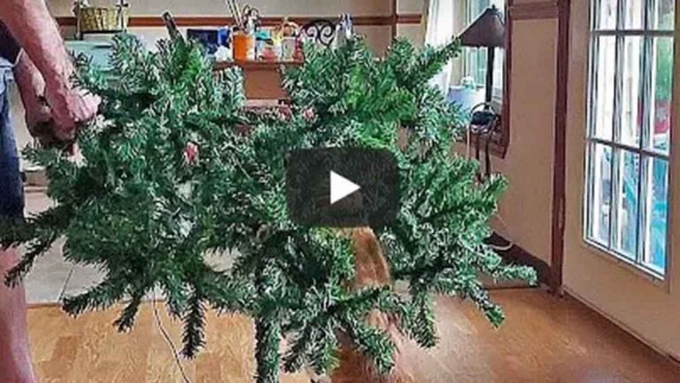 Gatos Video Viral En Navidad
