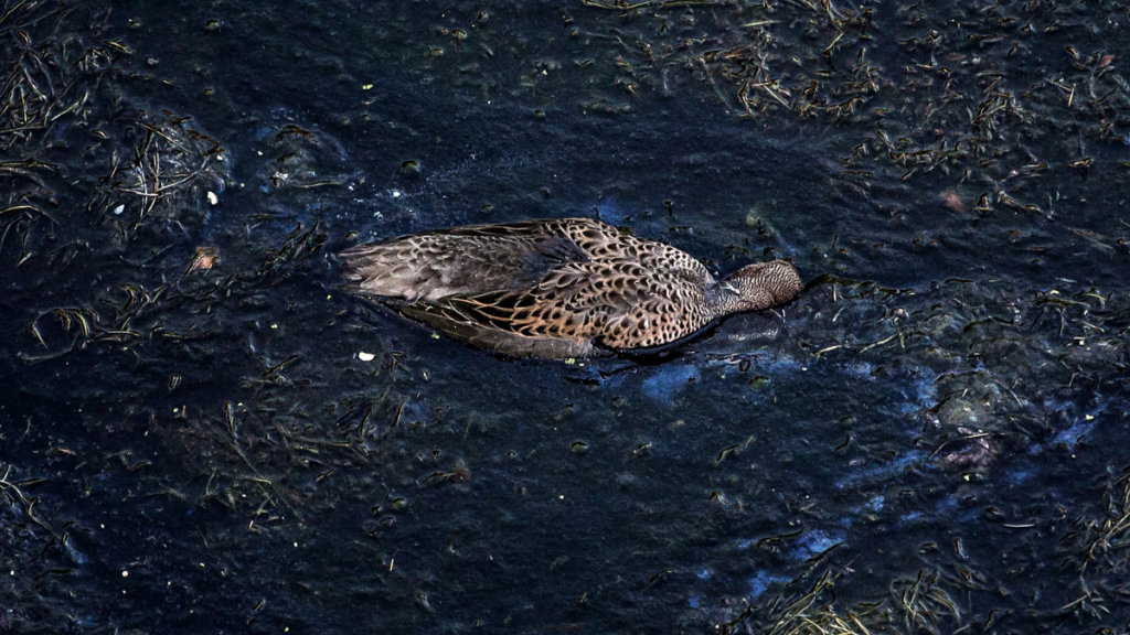 Imágenes Impactantes Contaminación
