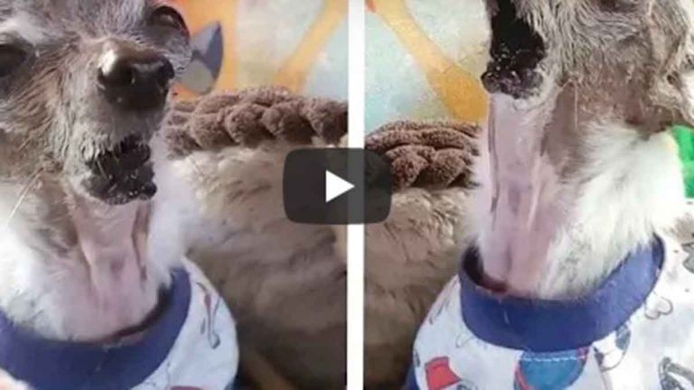 Perro Cantante En Video Viral