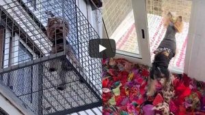 Un perro es viral en video de YouTube por tener su propio balcón en casa