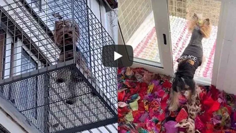 Perro Con Balcón En Video Viral