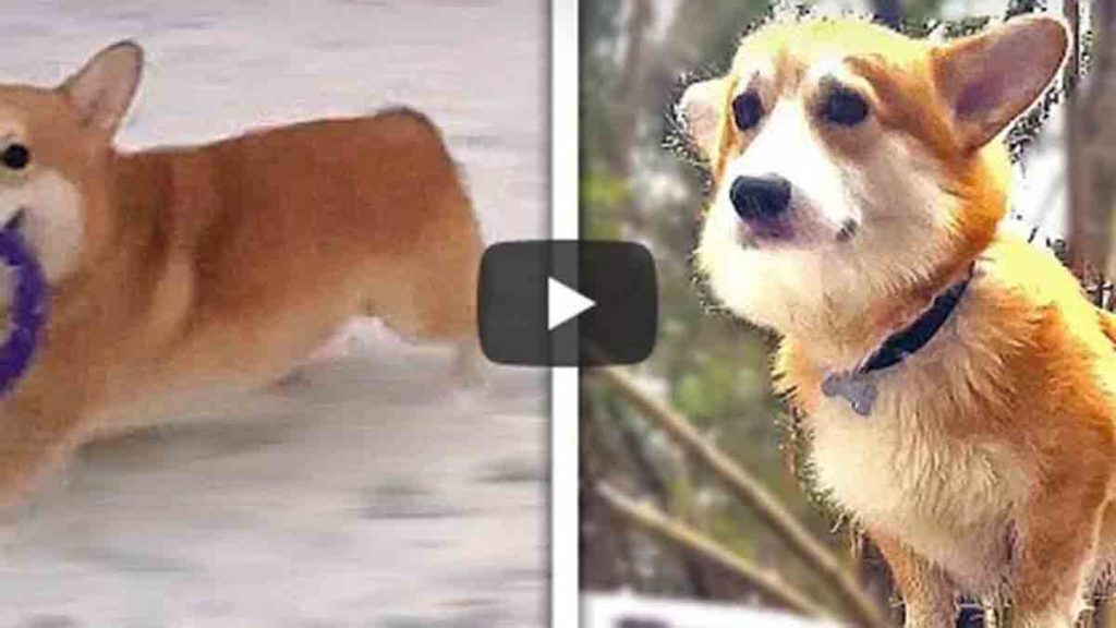 Perro En La Nieve Video Viral