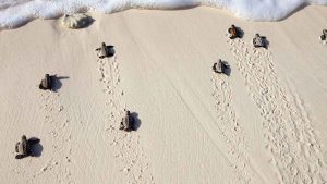 ¿Qué significa soñar con tortugas?