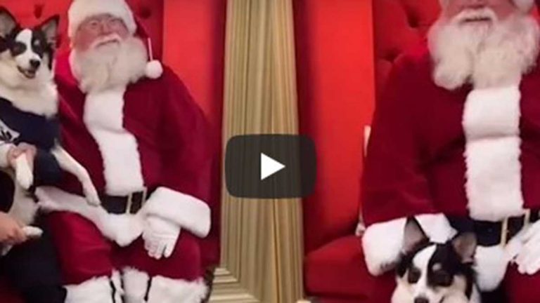 Video Viral De Perro Con Santa