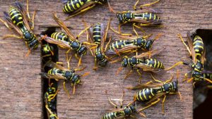 El peligro de soñar con avispas y sus significados