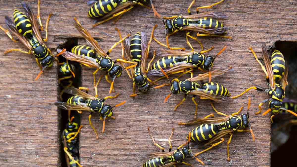 El peligro de soñar con avispas y sus significados