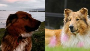 "Hoy tuve una videollamada": La reunión virtual entre Brownie Boric y Dylan Fernández, el perro presidencial argentino