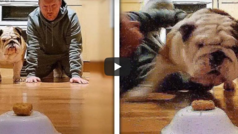 video viral perro con nuggets