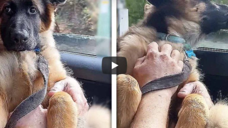 Video viral de perro en auto