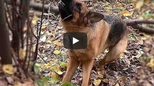 La lucha de un perro y una rama es viral en video de YouTube