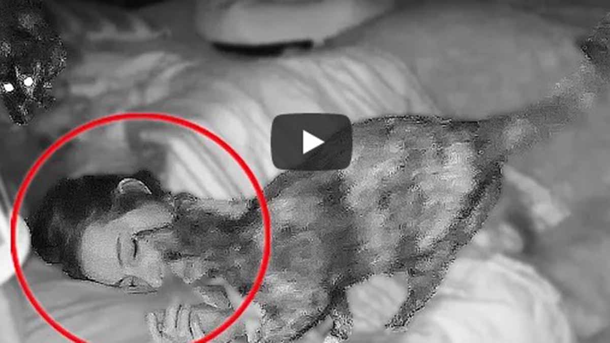 Video viral: ¿Qué significa dormir con dos gatos?