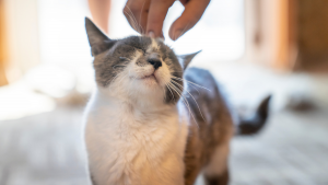 ¡Por fin! Científicos responden a la interrogante de cómo comunicarse con los gatos
