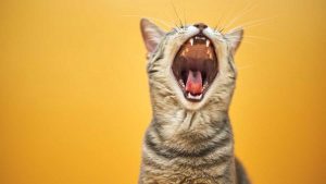 ¿Qué significa soñar con gatos?