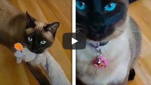 Video viral en YouTube: un gato busca su juguete como lo hacen los perros