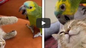 La amistad de un gato y un loro es viral en YouTube