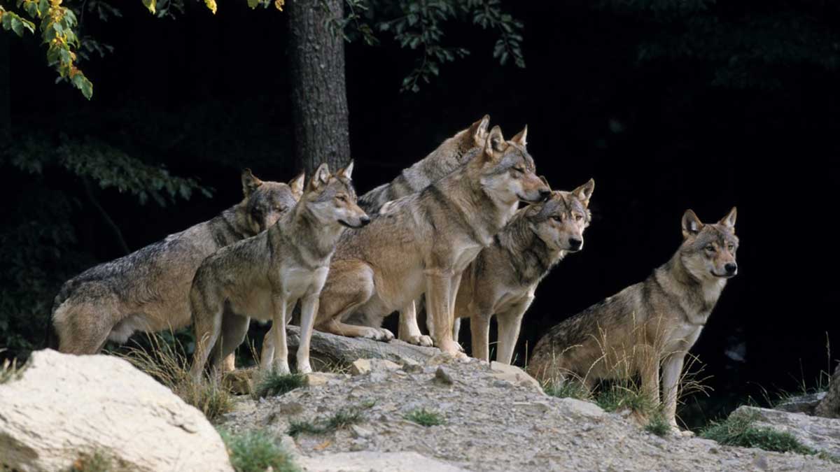 La advertencia de soñar con lobos: ¿Qué significados tiene? — FMDOS