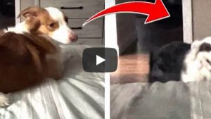 Un perro es viral en YouTube por ayudar a su hermanito sordo
