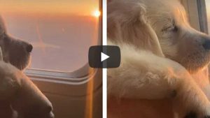 Perro Viral Atardecer Desde El Avión