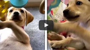 Un perro usa los juguetes de un bebé y se vuelve viral en YouTube