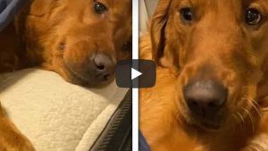 Perro es viral en YouTube: no deja a su dueña hacer la cama