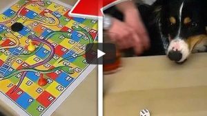 Perro es viral por jugar a un juego de mesa en familia