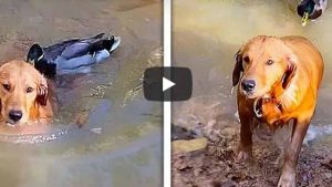 Una graciosa pelea entre un pato y un perro es viral en YouTube