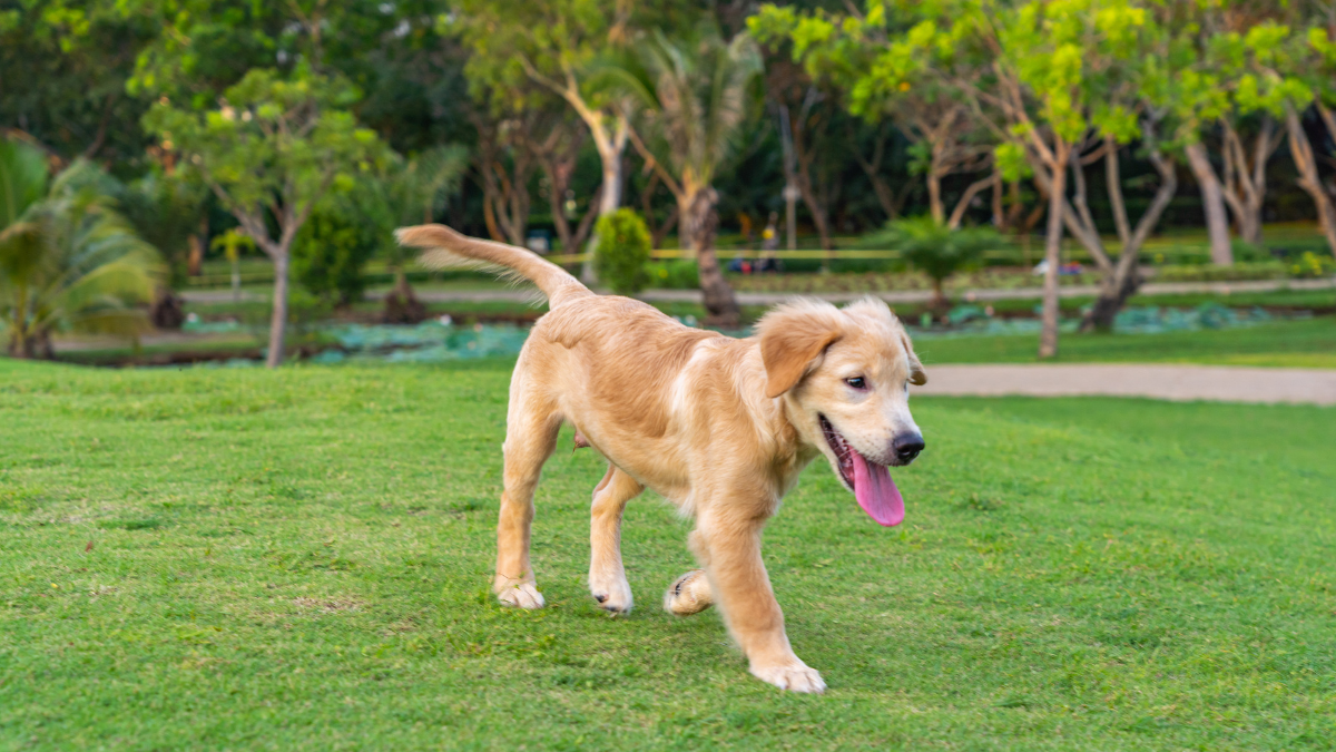 Encuesta Nacional de Mascotas