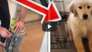 Cachorro le teme a una aspiradora y su reacción es viral en YouTube