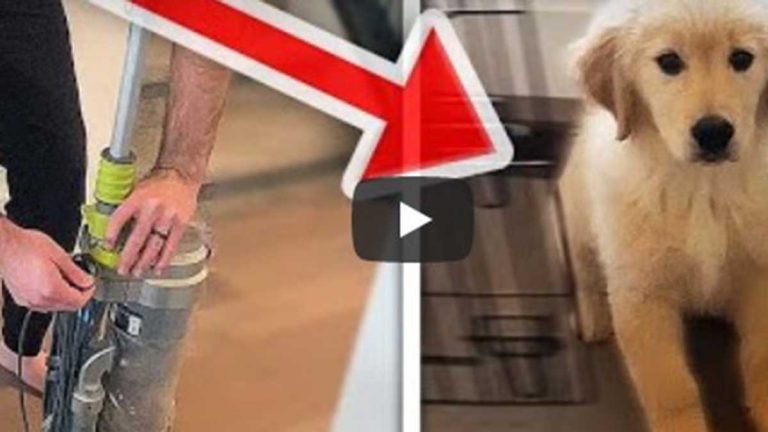 Video Viral Cachorro Con Aspiradora
